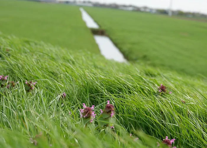 Aan Het Water Dom wakacyjny Rijpwetering