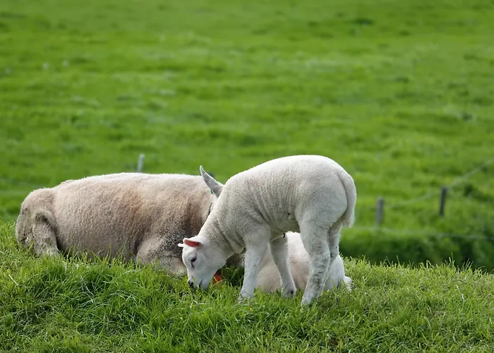 Vakantiehuis Aan Het Water Rijpwetering